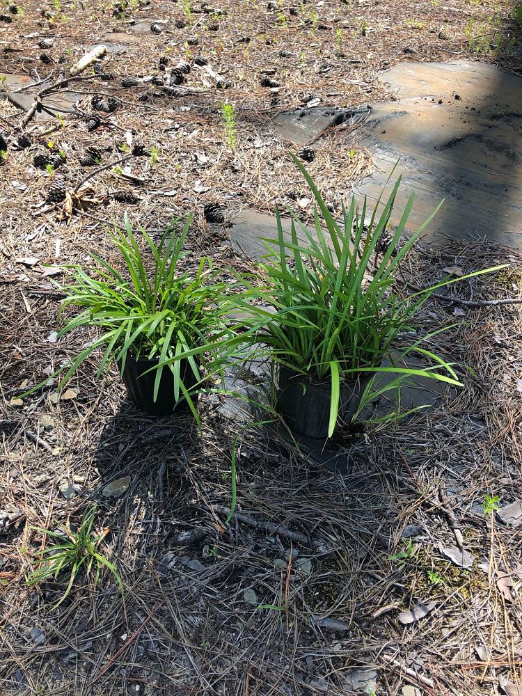 liriope-spicata-creeping-lilyturf