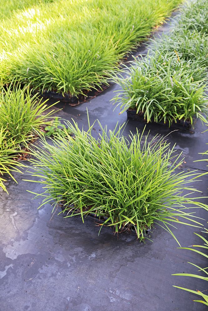liriope-spicata-creeping-lilyturf