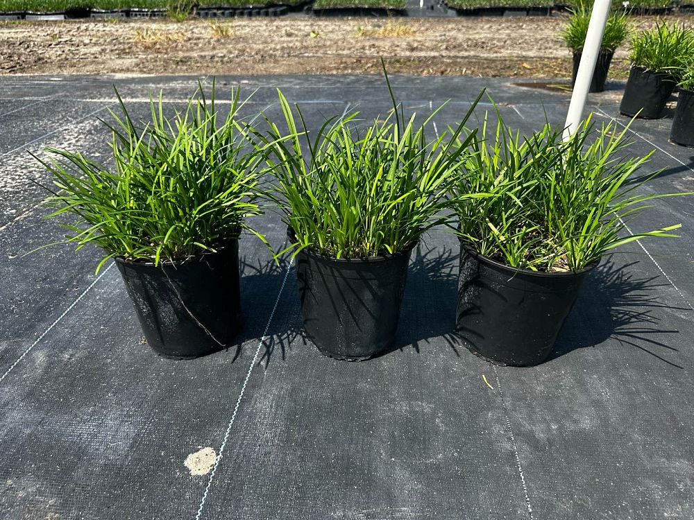 liriope-spicata-creeping-lilyturf