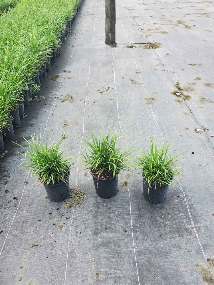 liriope-spicata-creeping-lilyturf