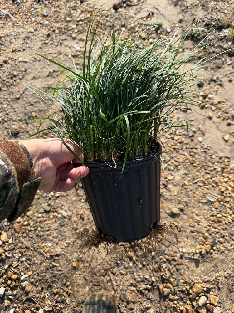 liriope-spicata-creeping-lilyturf