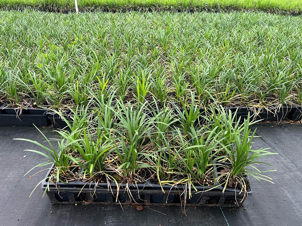 liriope-spicata-creeping-lilyturf