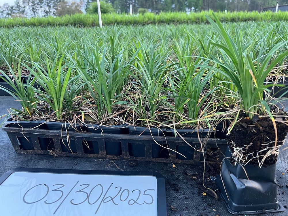 liriope-spicata-creeping-lilyturf