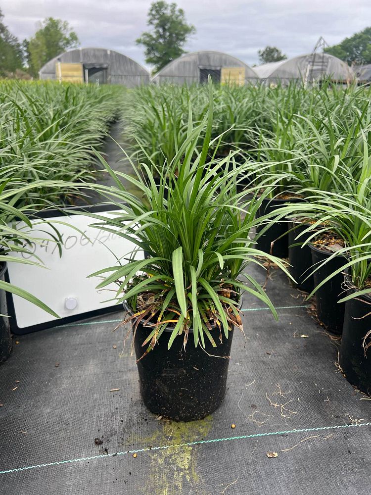 liriope-spicata-creeping-lilyturf