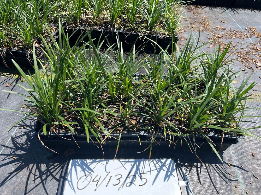 liriope-spicata-creeping-lilyturf