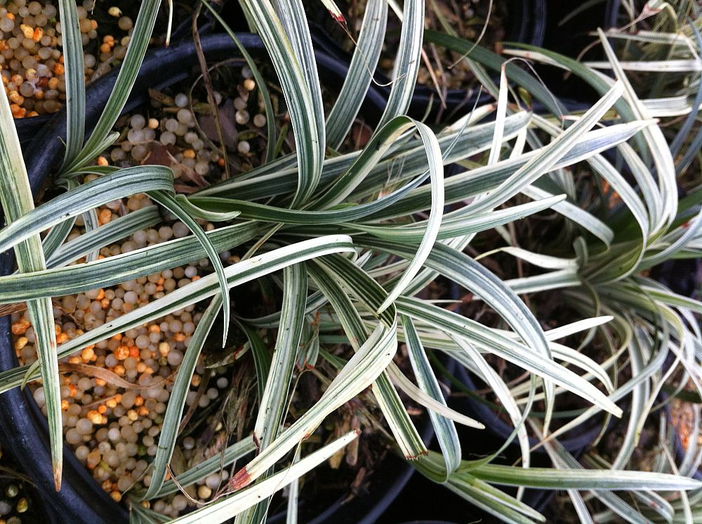 liriope-spicata-silver-dragon-creeping-lilyturf