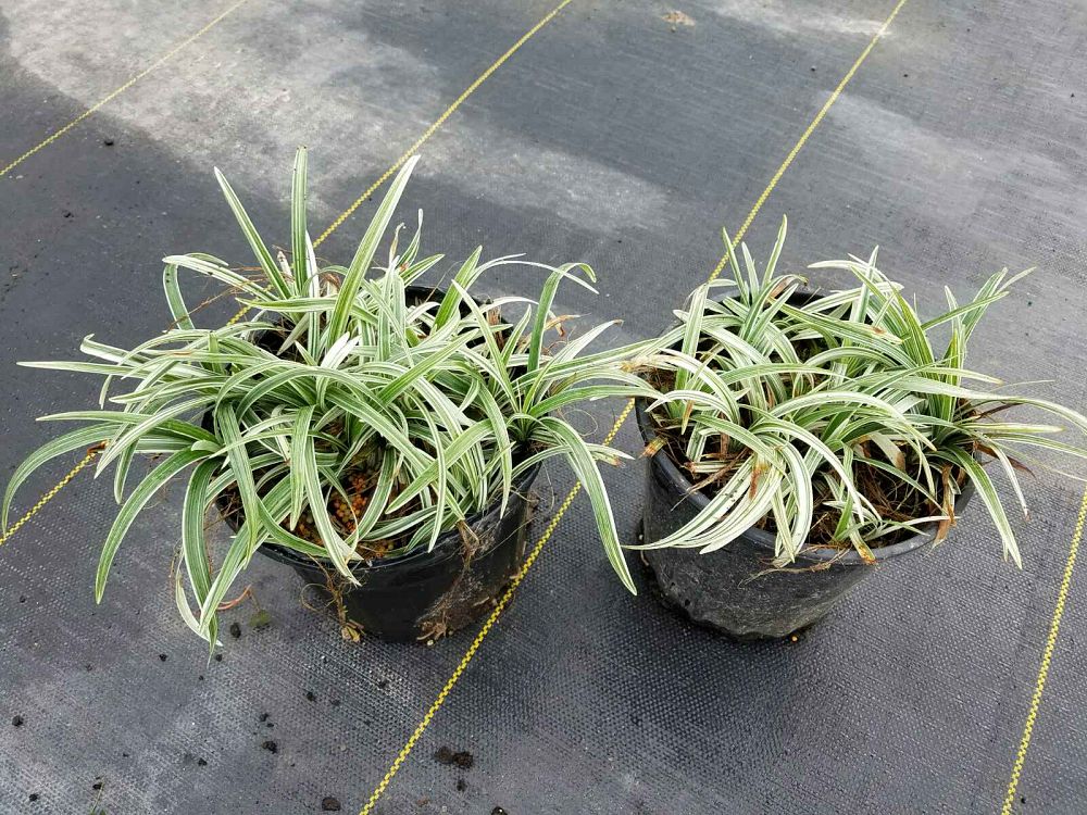 liriope-spicata-silver-dragon-creeping-lilyturf
