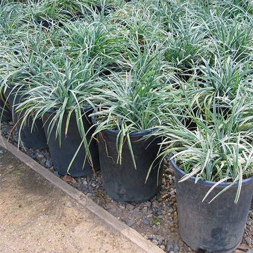 liriope-spicata-silver-dragon-creeping-lilyturf