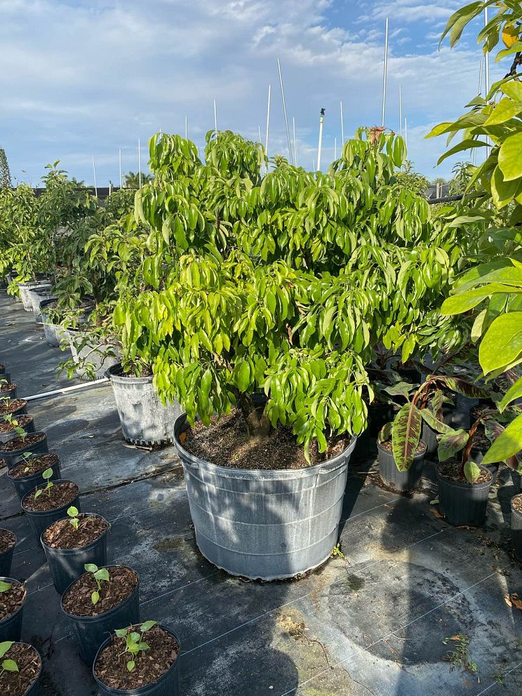 litchi-chinensis-brewster-lychee-nut-tree
