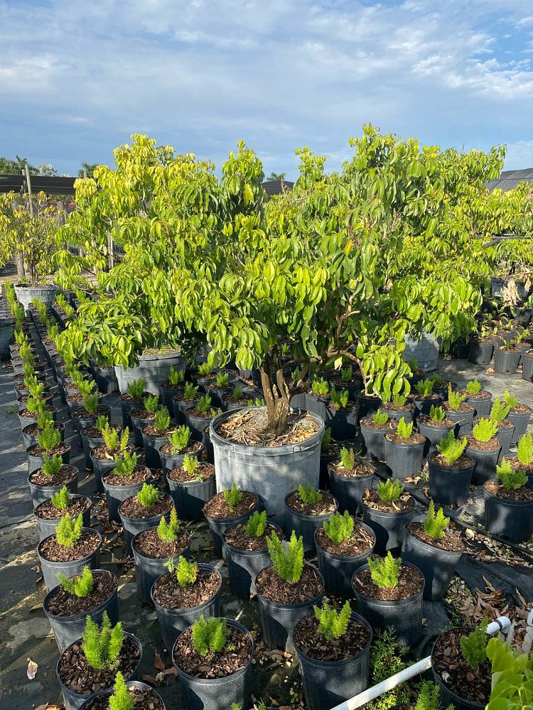 litchi-chinensis-brewster-lychee-nut-tree
