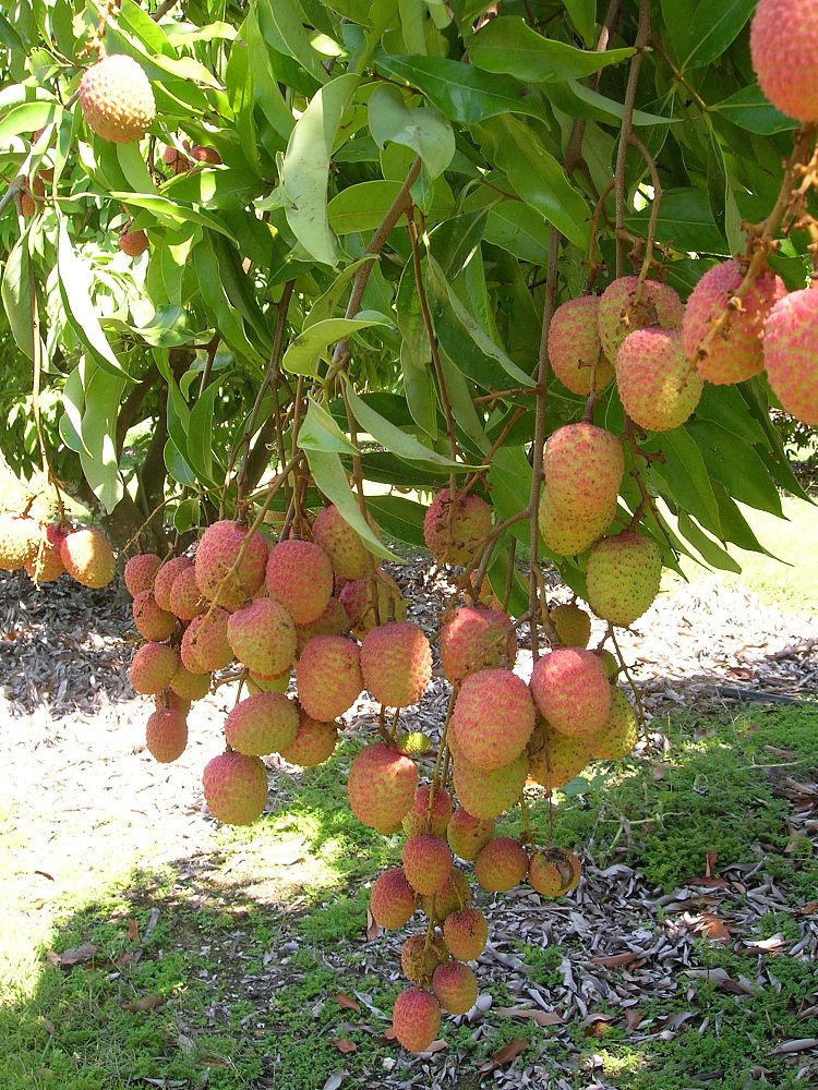 litchi-chinensis-lychee-nut-tree