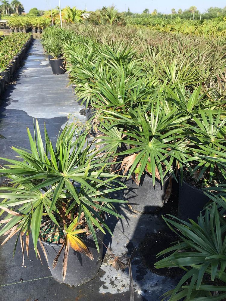 livistona-australis-australian-ribbon-palm