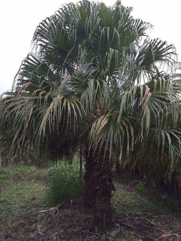 livistona-australis-australian-ribbon-palm