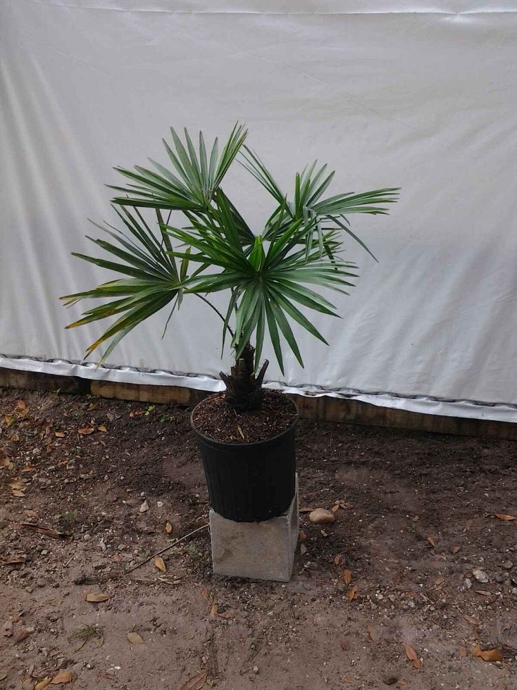 livistona-australis-australian-ribbon-palm