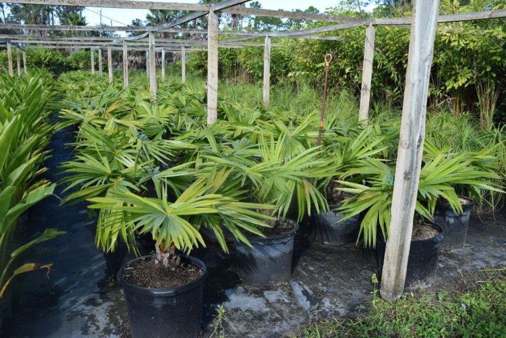 livistona-australis-australian-ribbon-palm