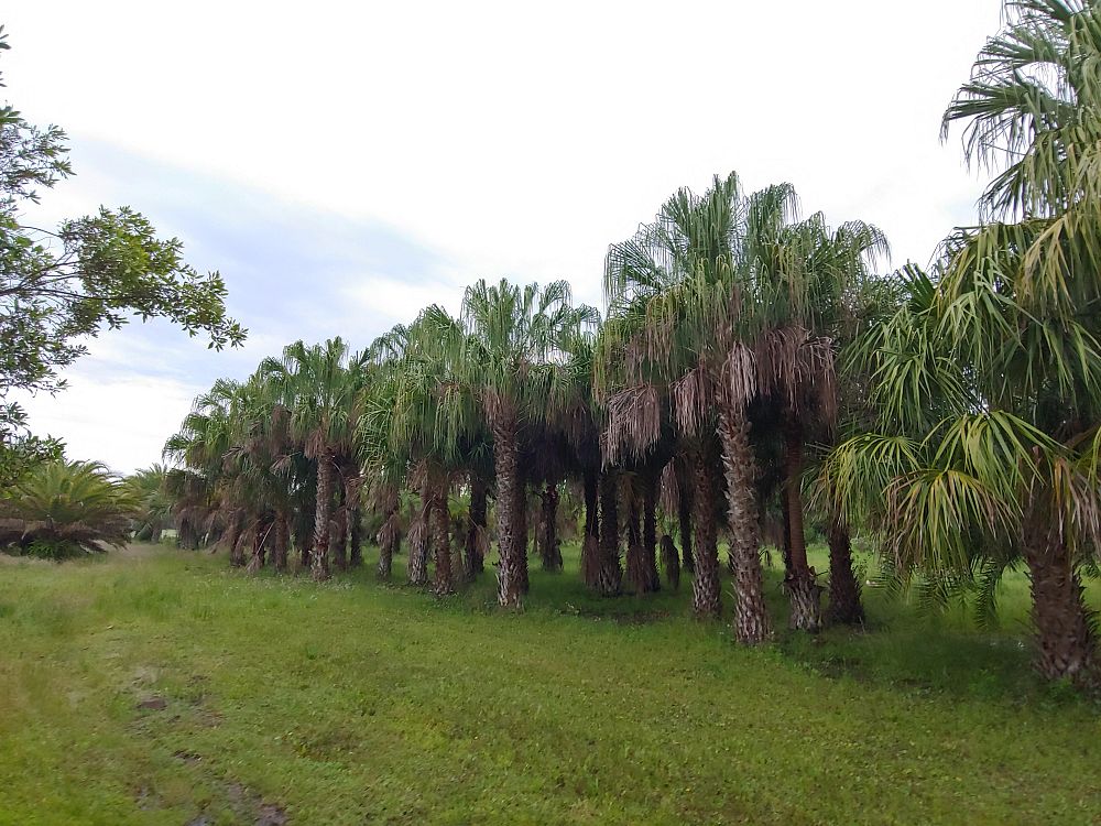 livistona-australis-australian-ribbon-palm
