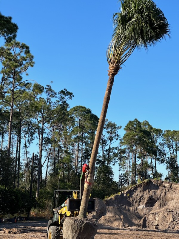 livistona-australis-australian-ribbon-palm