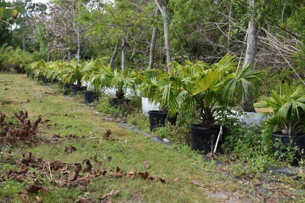 livistona-australis-australian-ribbon-palm