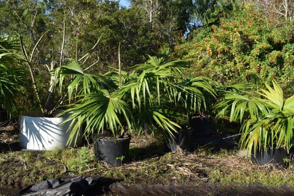 livistona-australis-australian-ribbon-palm