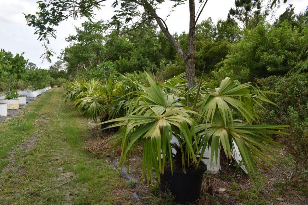 livistona-australis-australian-ribbon-palm