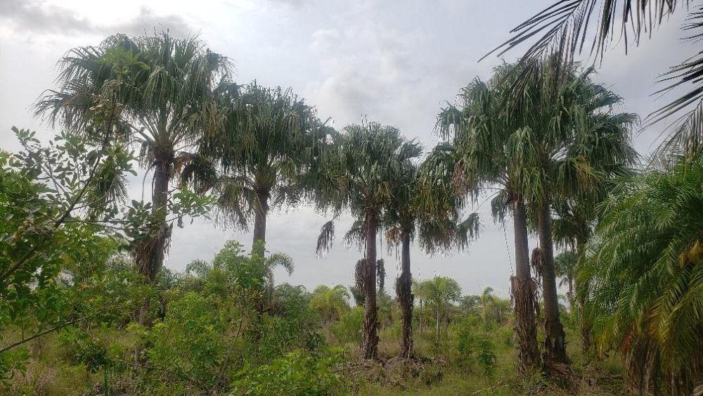 livistona-australis-australian-ribbon-palm