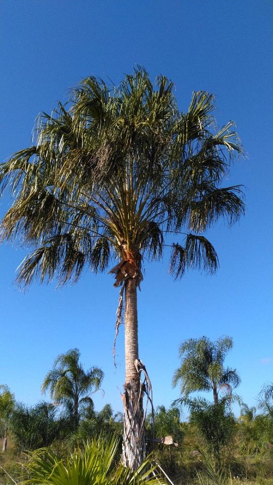 livistona-australis-australian-ribbon-palm