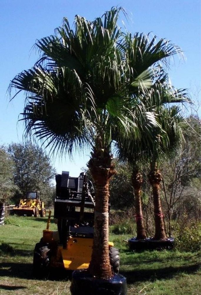 livistona-chinensis-chinese-fan-palm