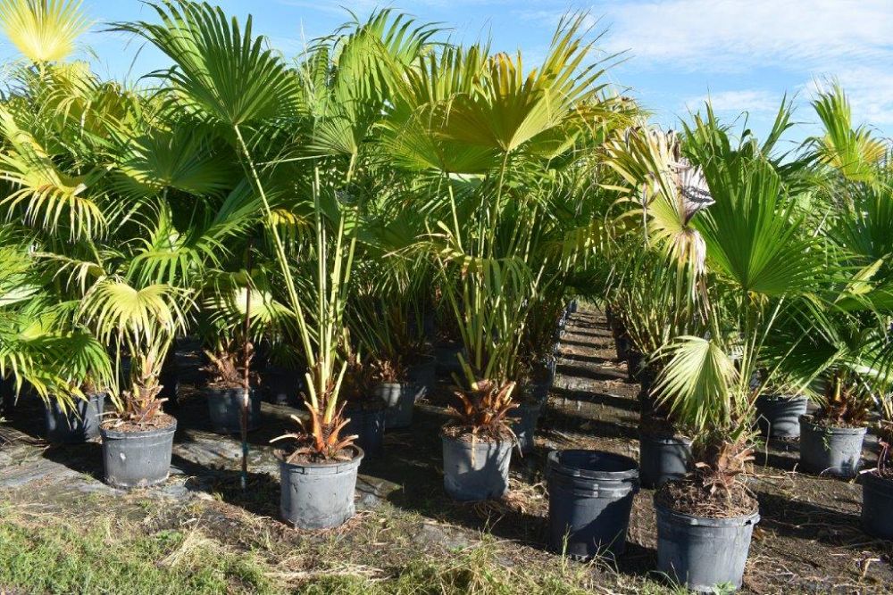 livistona-chinensis-chinese-fan-palm