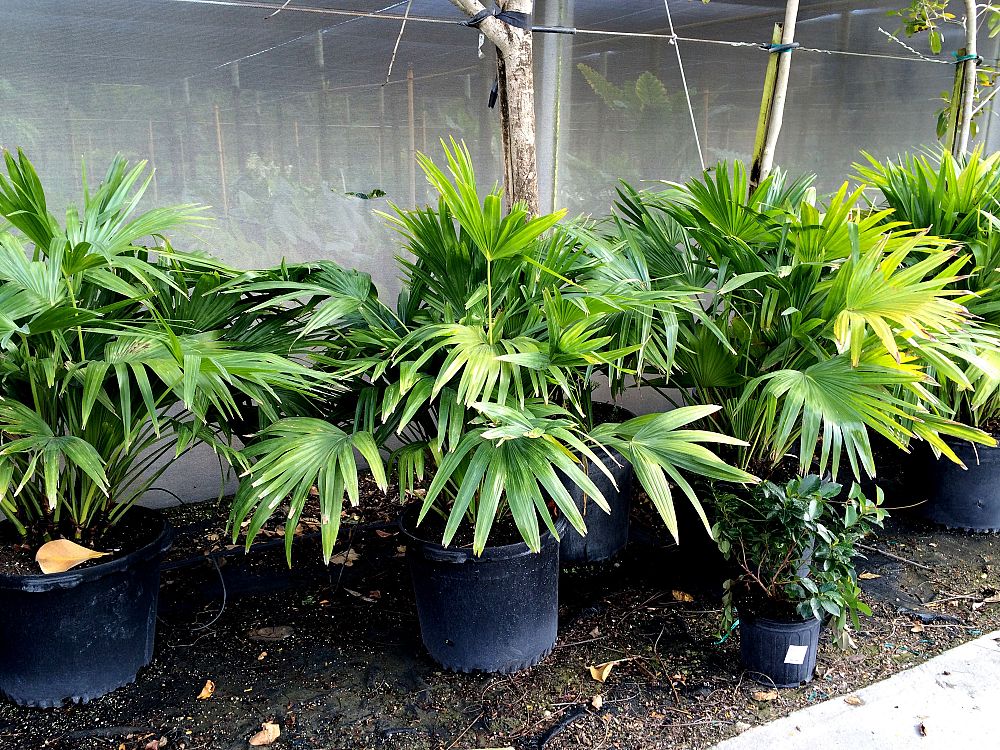 livistona-chinensis-chinese-fan-palm