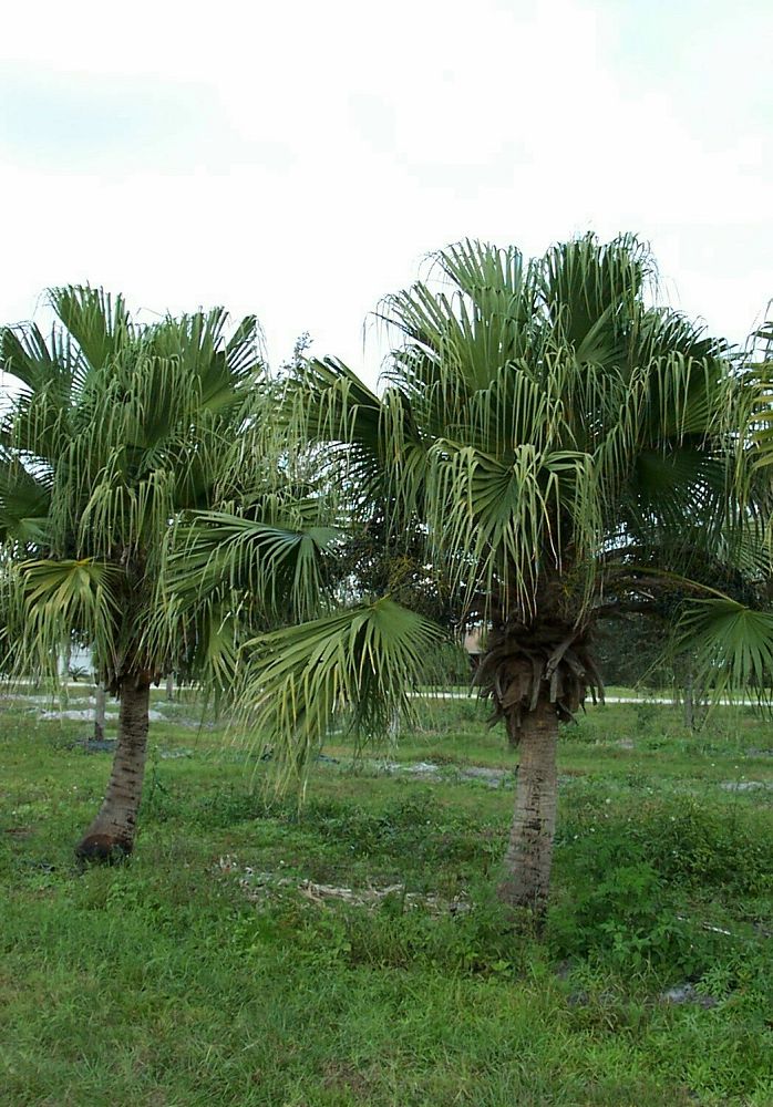 livistona-chinensis-chinese-fan-palm