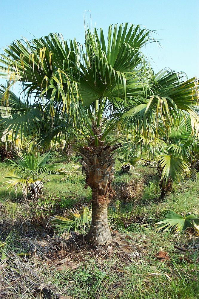 livistona-chinensis-chinese-fan-palm