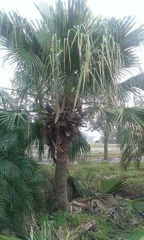 livistona-chinensis-chinese-fan-palm
