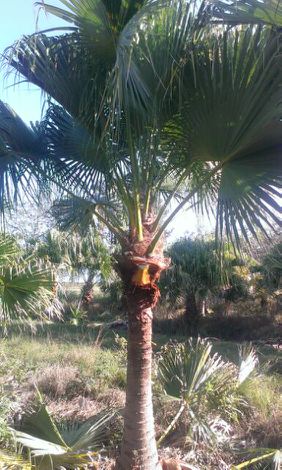 livistona-chinensis-chinese-fan-palm