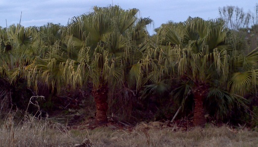 livistona-chinensis-chinese-fan-palm