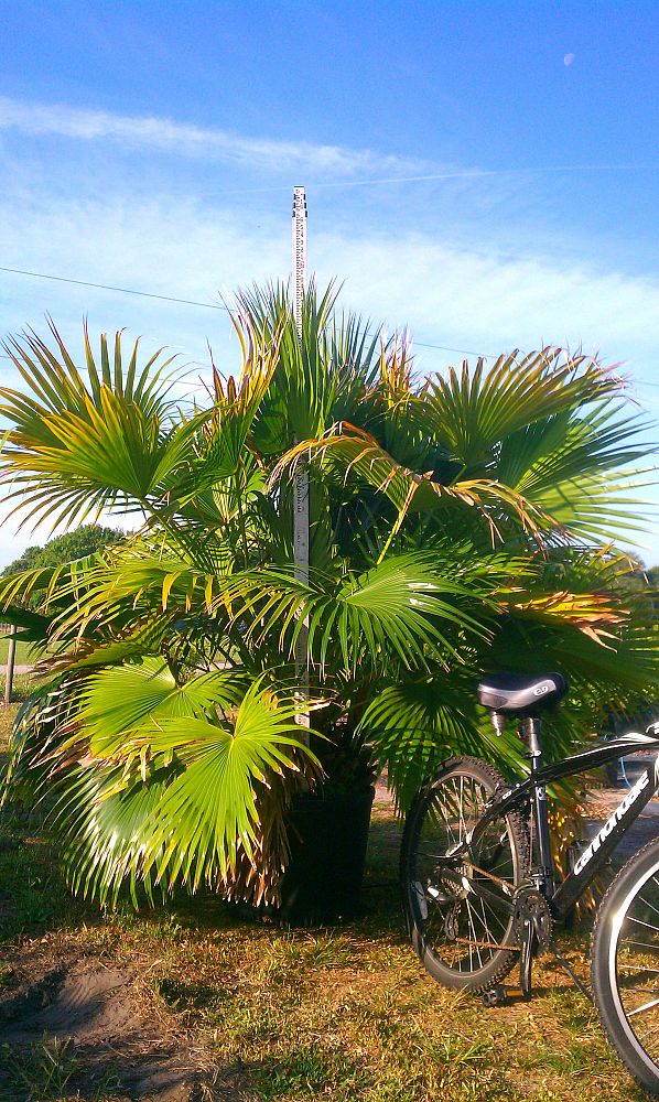 livistona-chinensis-chinese-fan-palm