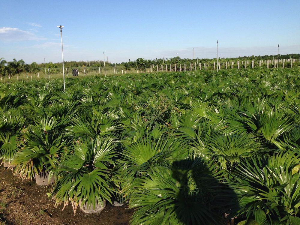 livistona-chinensis-chinese-fan-palm