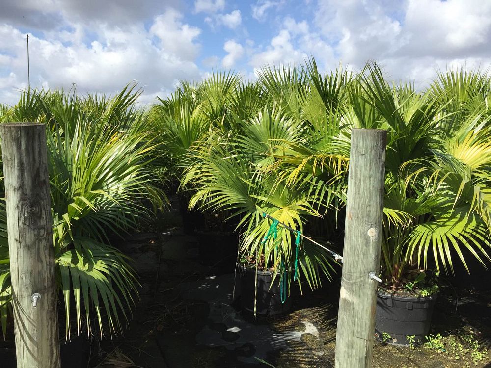 livistona-chinensis-chinese-fan-palm
