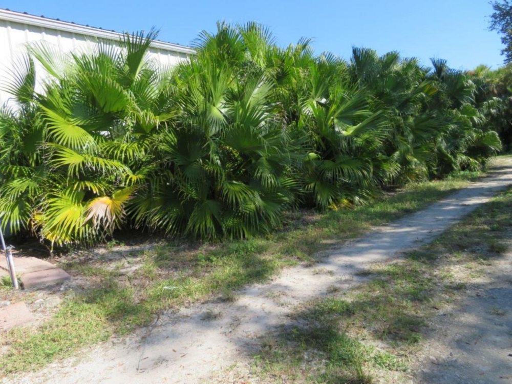 livistona-chinensis-chinese-fan-palm