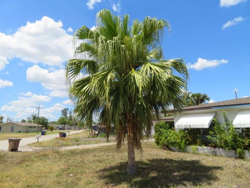 livistona-chinensis-chinese-fan-palm