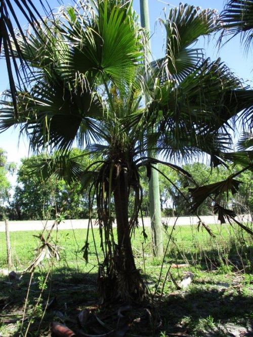 livistona-chinensis-chinese-fan-palm