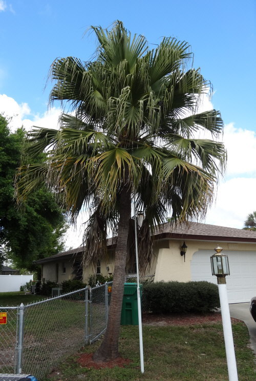 livistona-chinensis-chinese-fan-palm