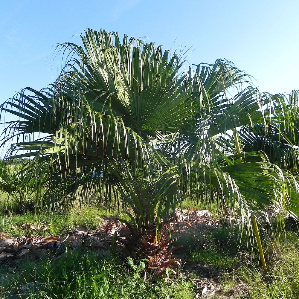 livistona-chinensis-chinese-fan-palm