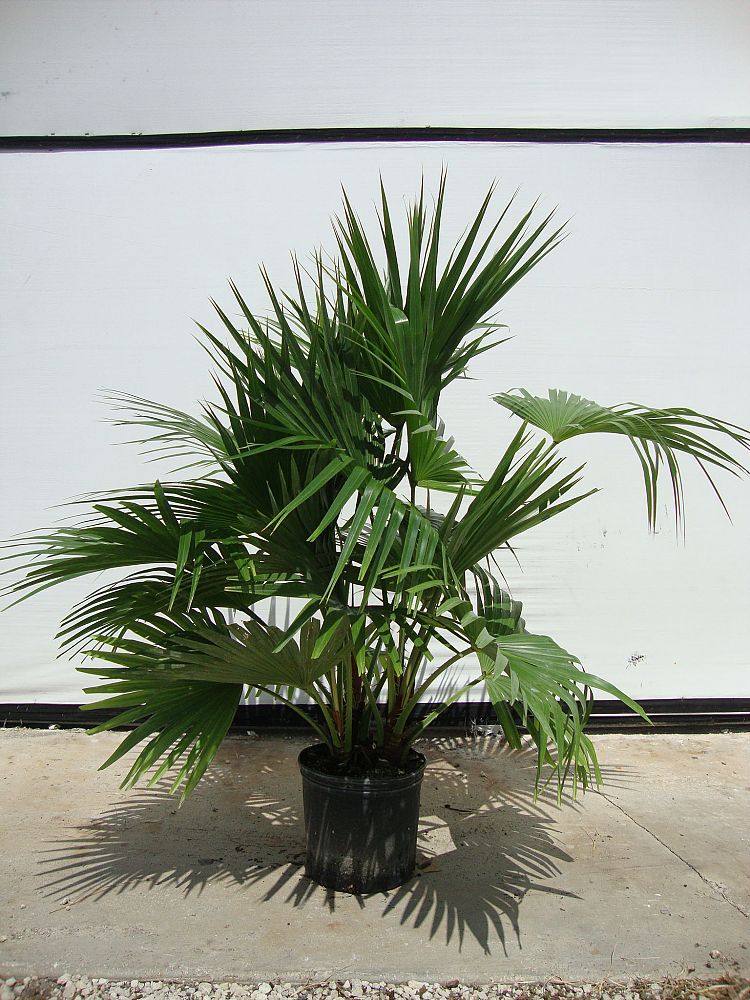 livistona-chinensis-chinese-fan-palm
