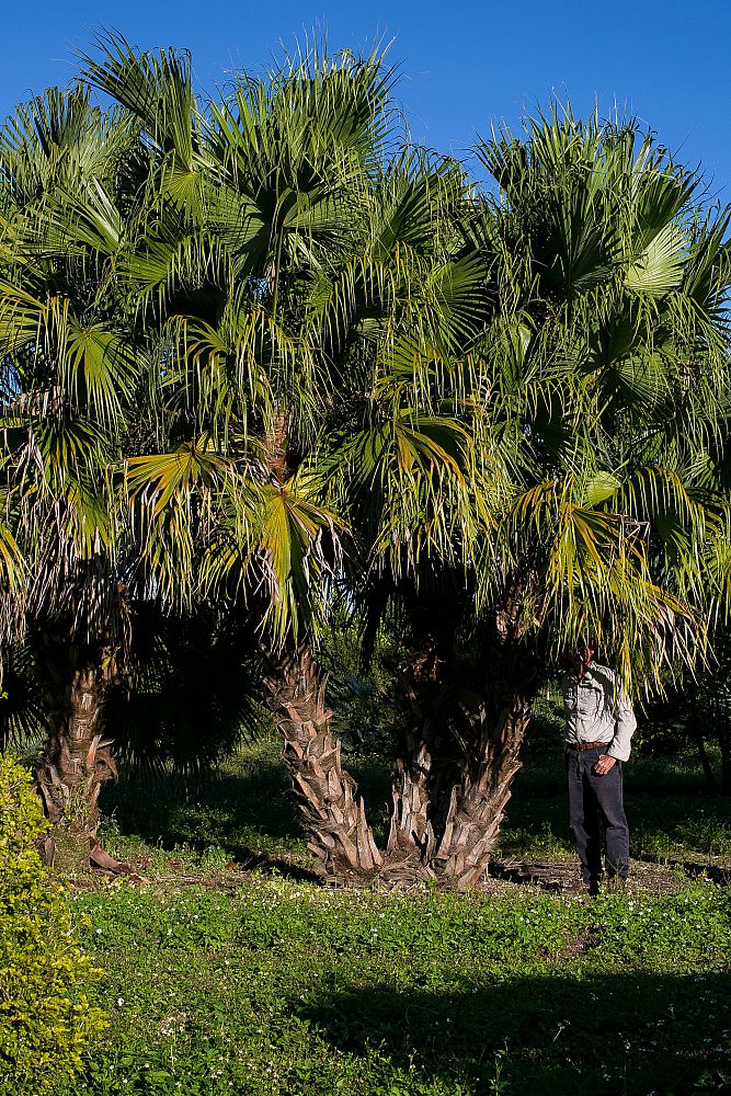 livistona-chinensis-chinese-fan-palm