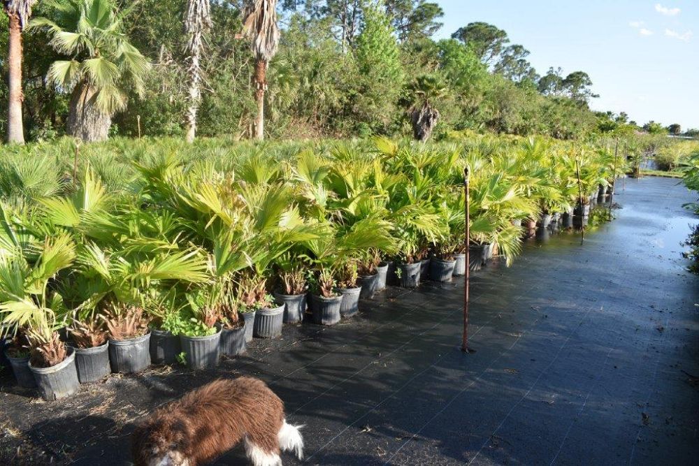livistona-chinensis-chinese-fan-palm