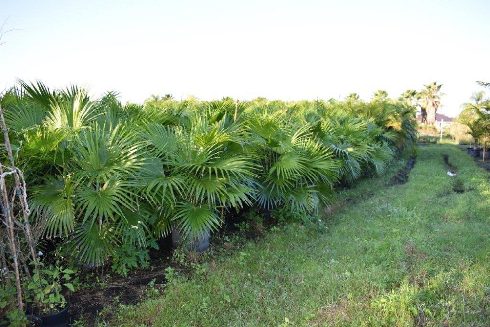 livistona-chinensis-chinese-fan-palm