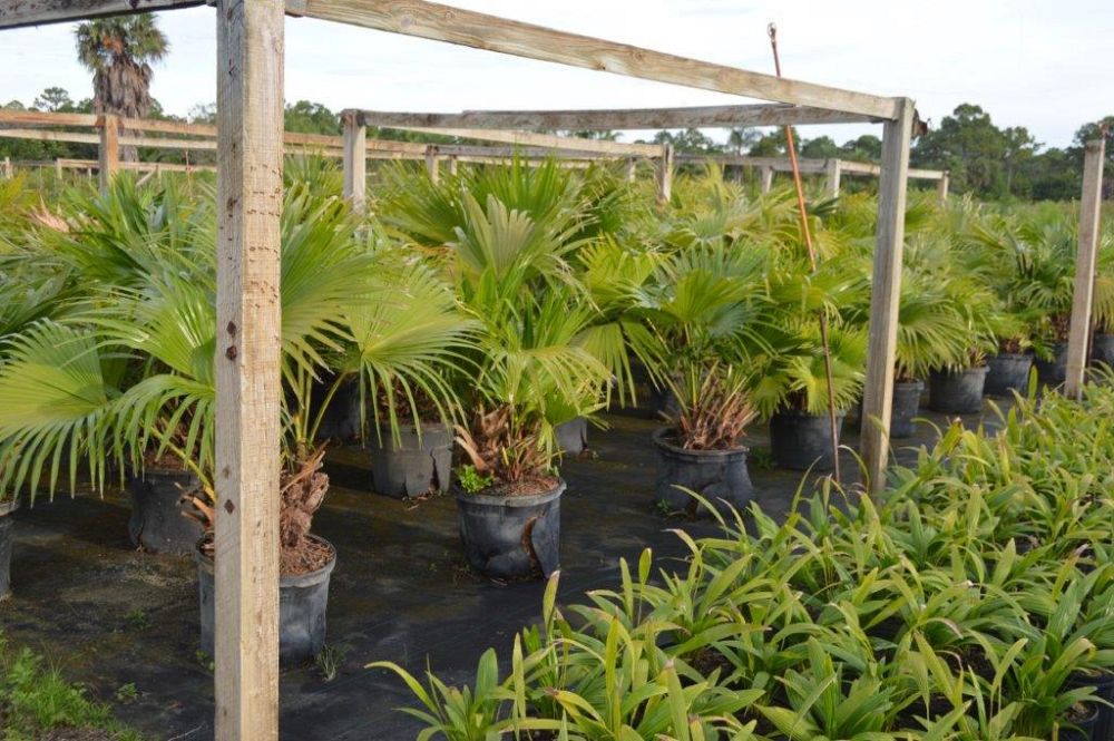 livistona-chinensis-chinese-fan-palm