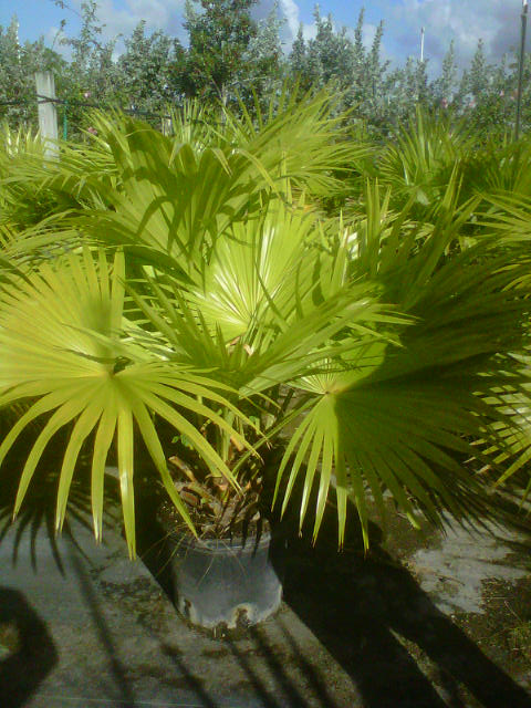 livistona-chinensis-chinese-fan-palm