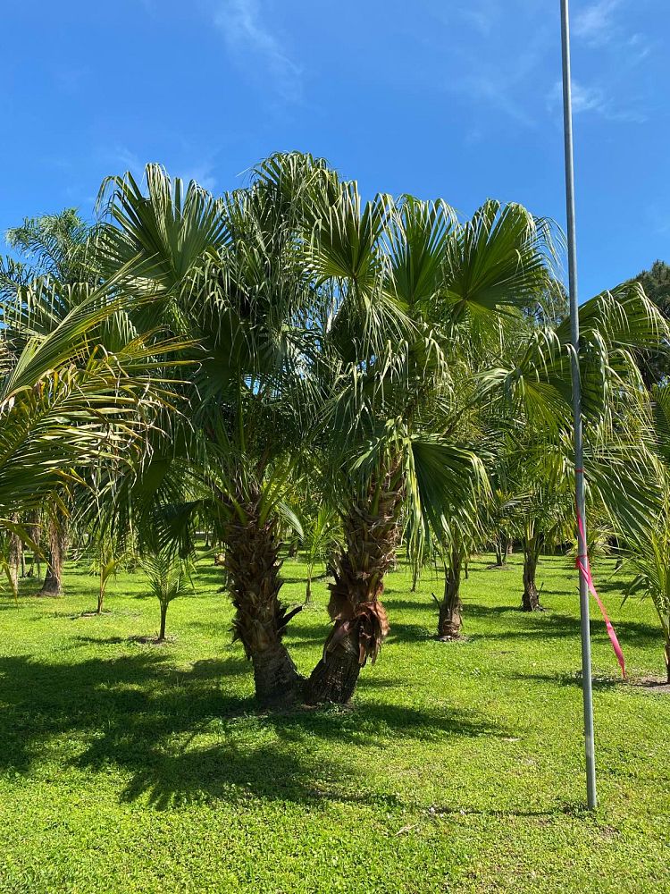 livistona-chinensis-chinese-fan-palm