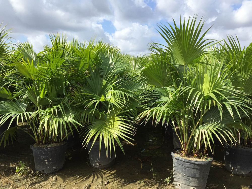 livistona-chinensis-chinese-fan-palm